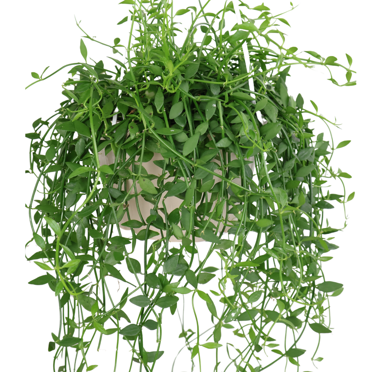 Dischidia (String of Nickels)