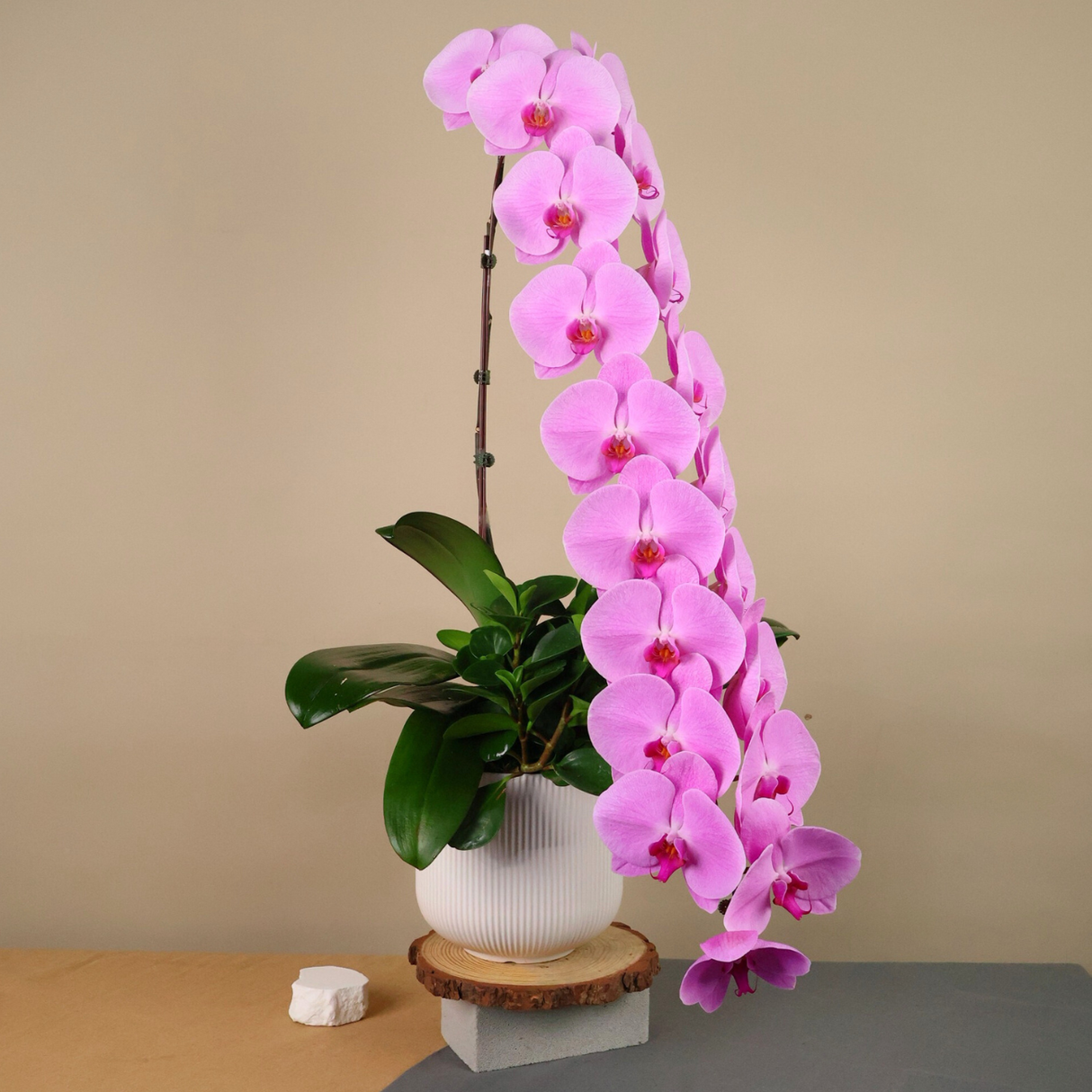 Ivory Majesty (1 Long Stalk) - Orchid Phalaenopsis