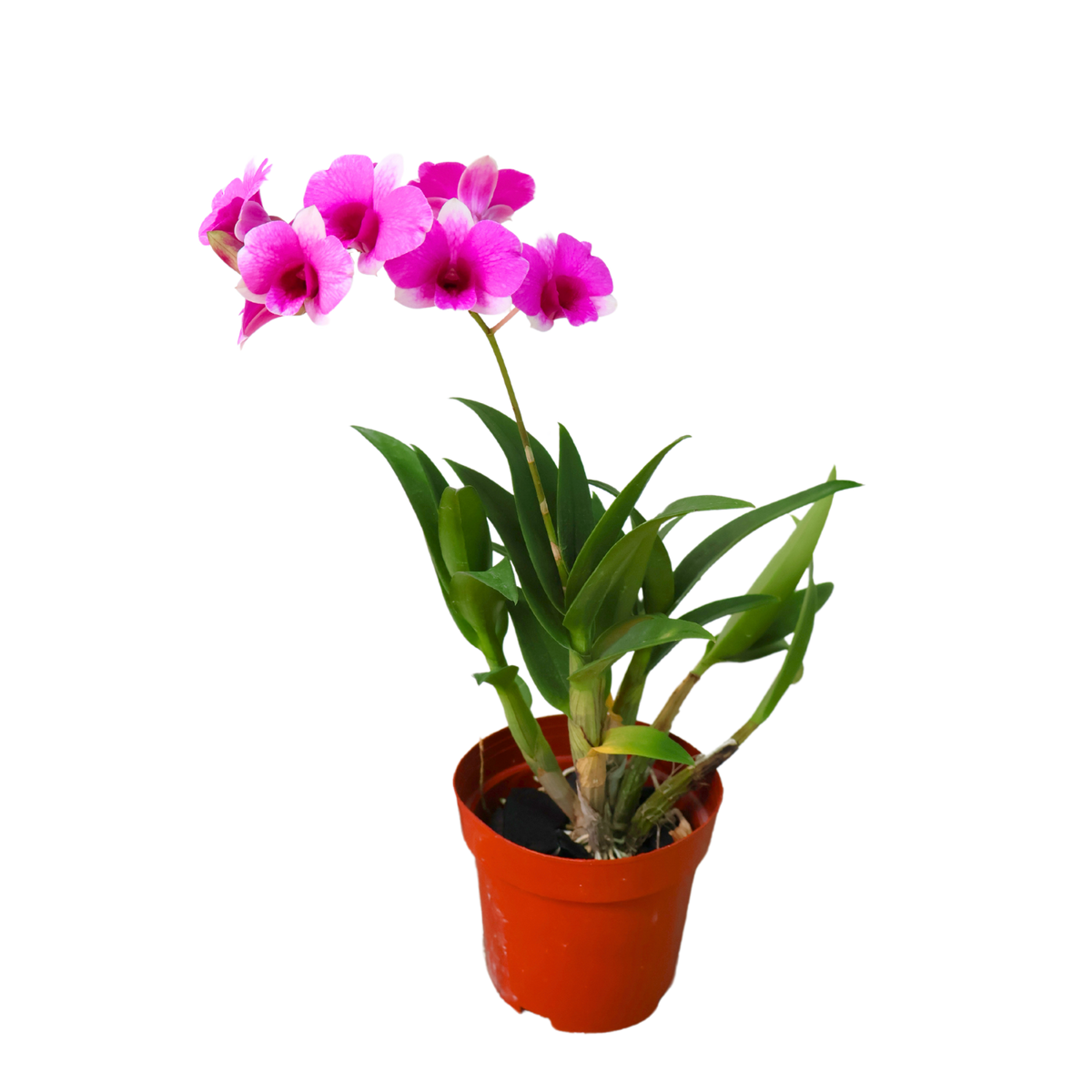Mini Orchid Pot | JM Flower