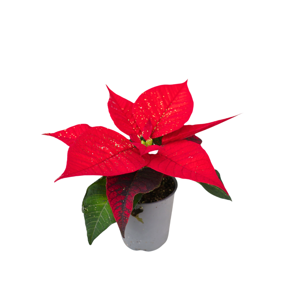 Mini Poinsettia