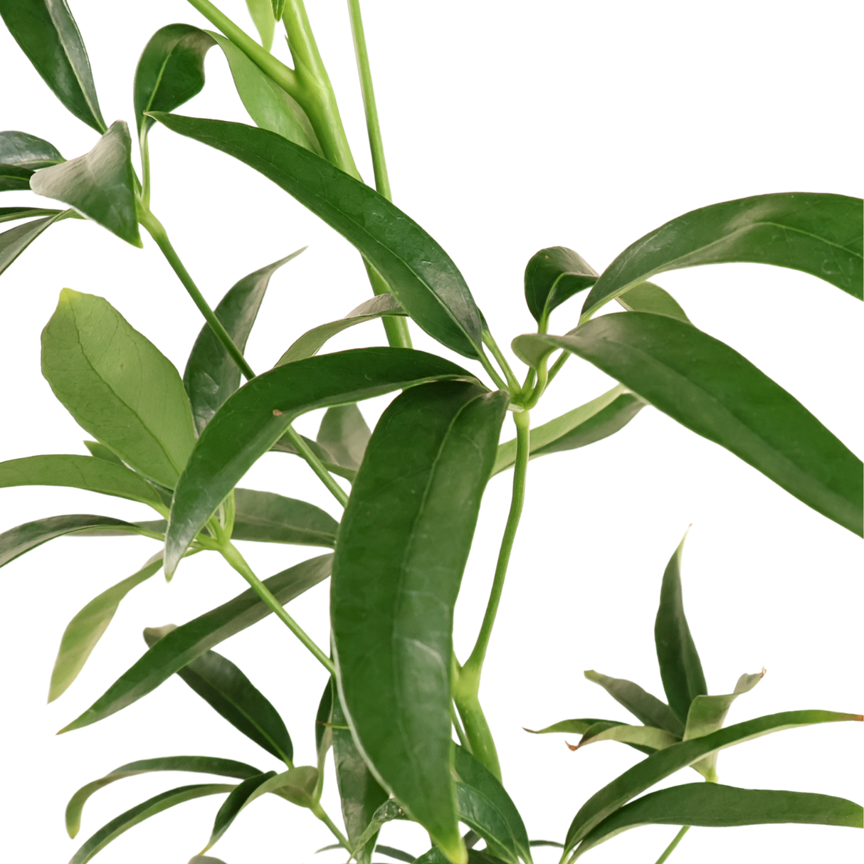Heptapleurum (Elliptic-Leaved Schefflera)