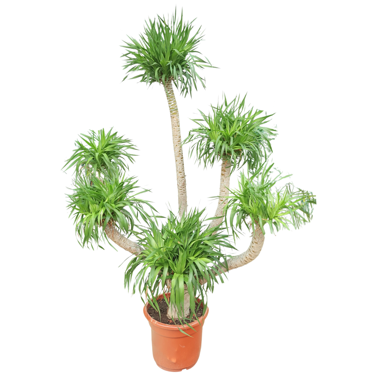 Dracaena Draco (Dragon Tree)