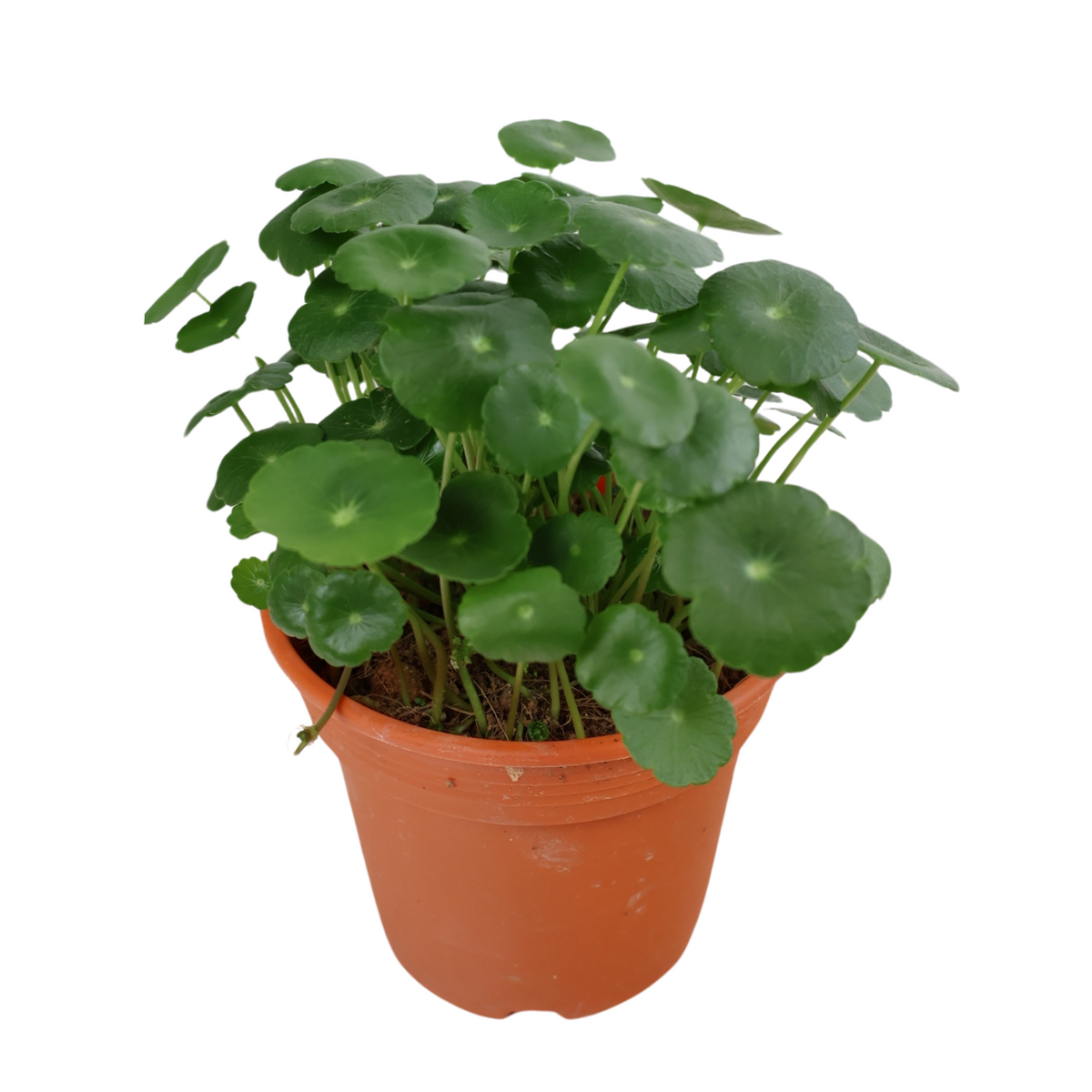 pennywort indoor plant Hydrocotyle (Water Pennywort)