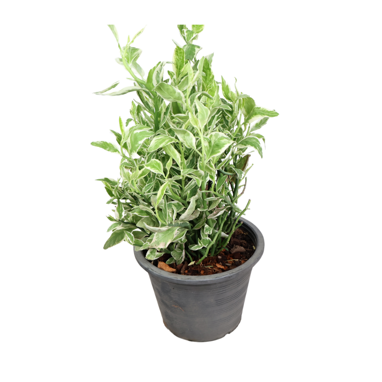 Pedilanthus Tithymaloides Variegated (Devil’s Backbone)