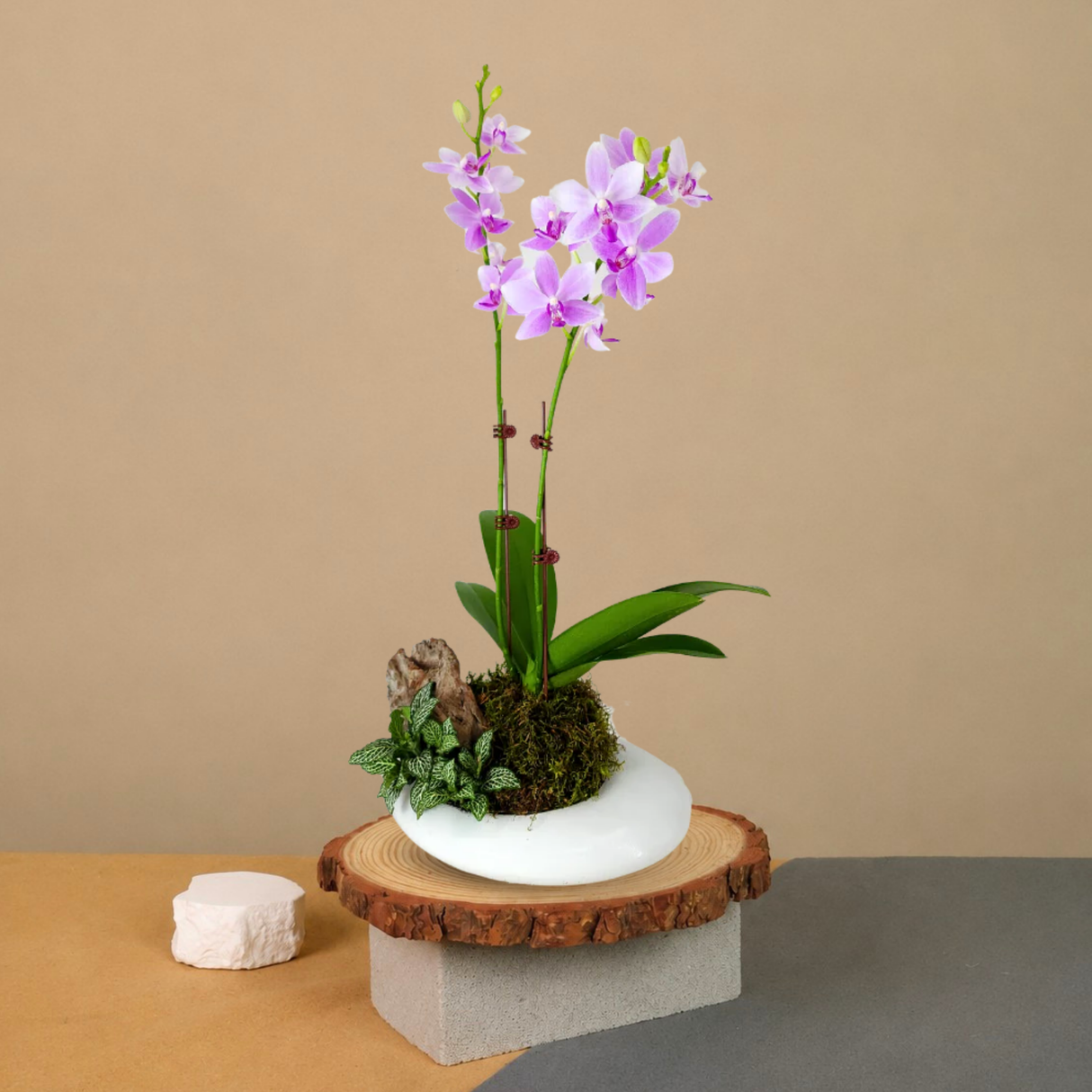 Eternal Meadow (1 Double Stem) - Orchid Phalaenopsis