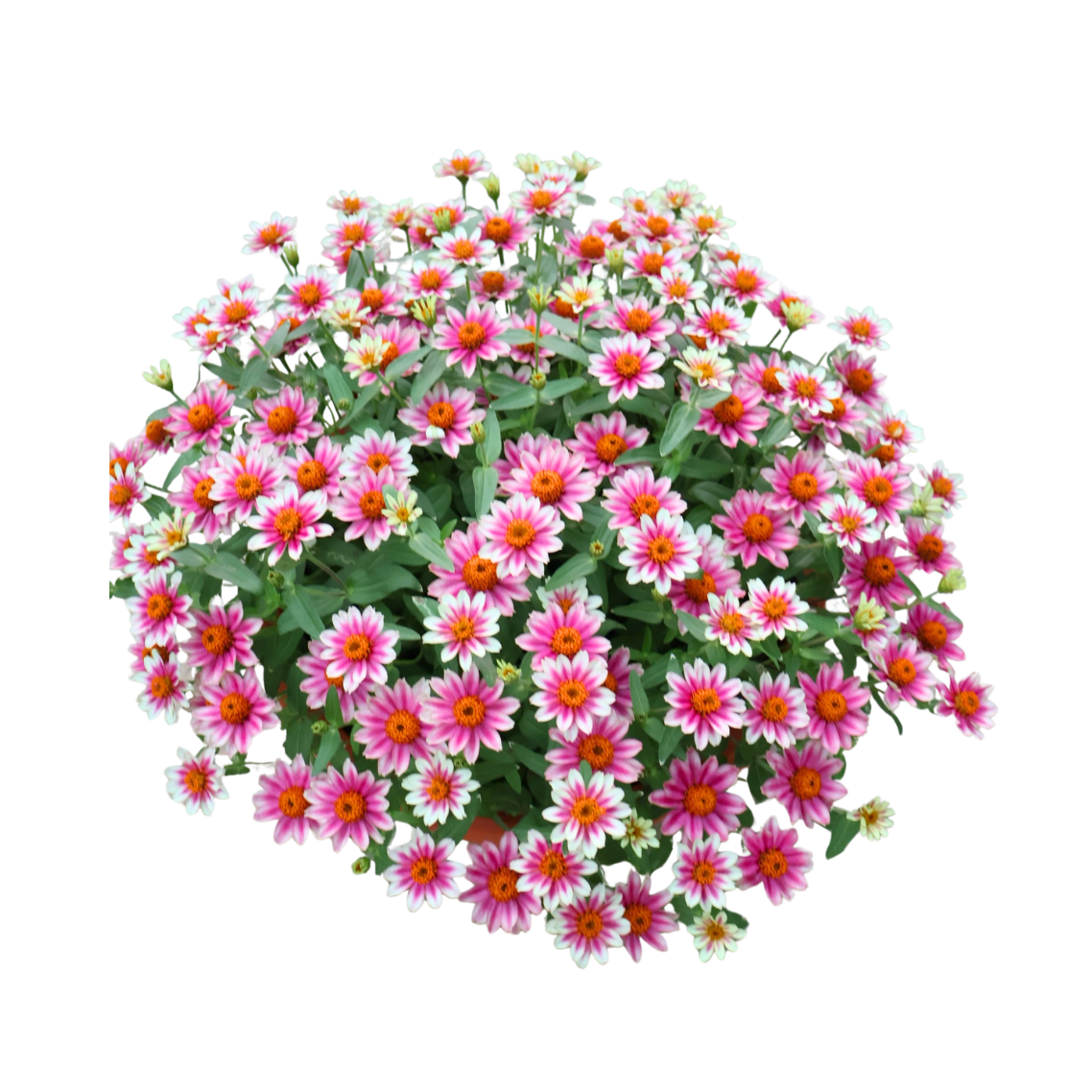 Zinnia Bowl (百日菊)