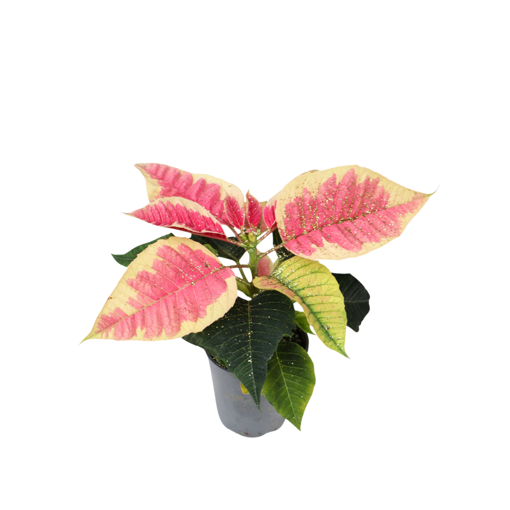 Mini Poinsettia