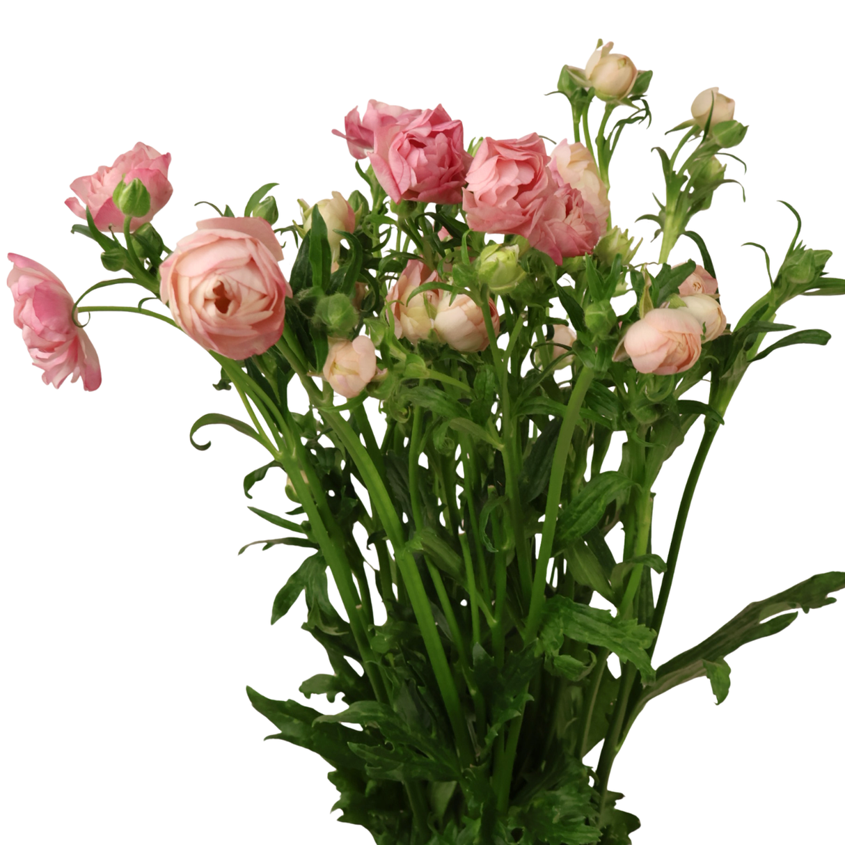 Persian Buttercup (Holland)