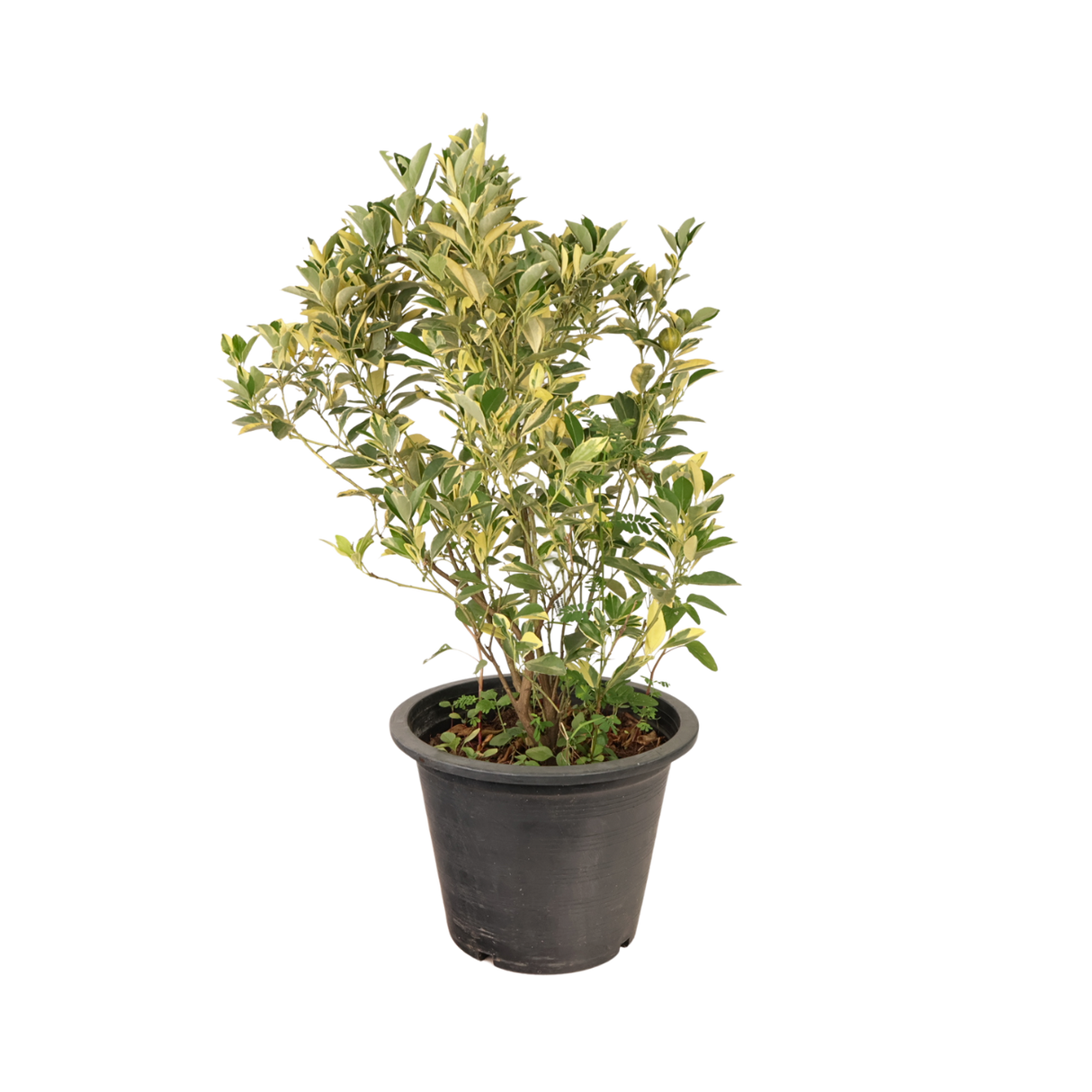 Nighttime floristry with flowerpot and houseplant.