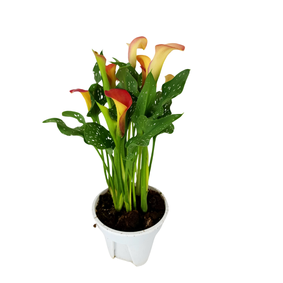 Calla Lily Plant (15cm Pot)