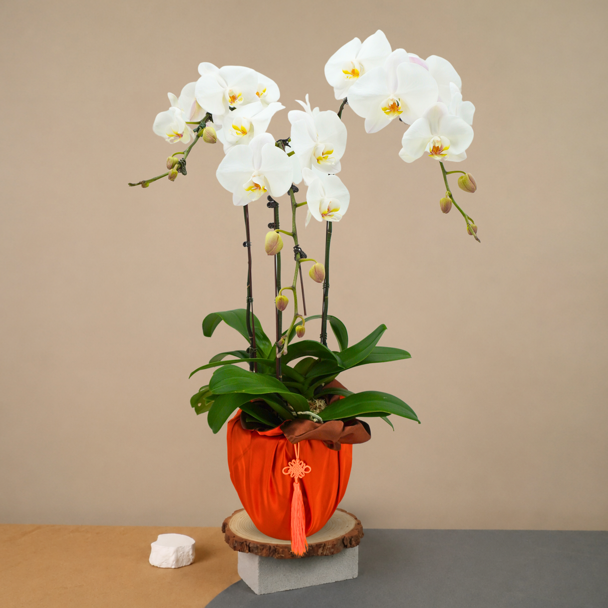 Rare Trove (3 Single Stem) - Orchid Phalaenopsis