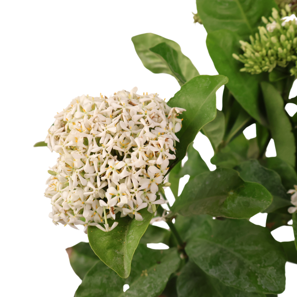 Ixora Plant