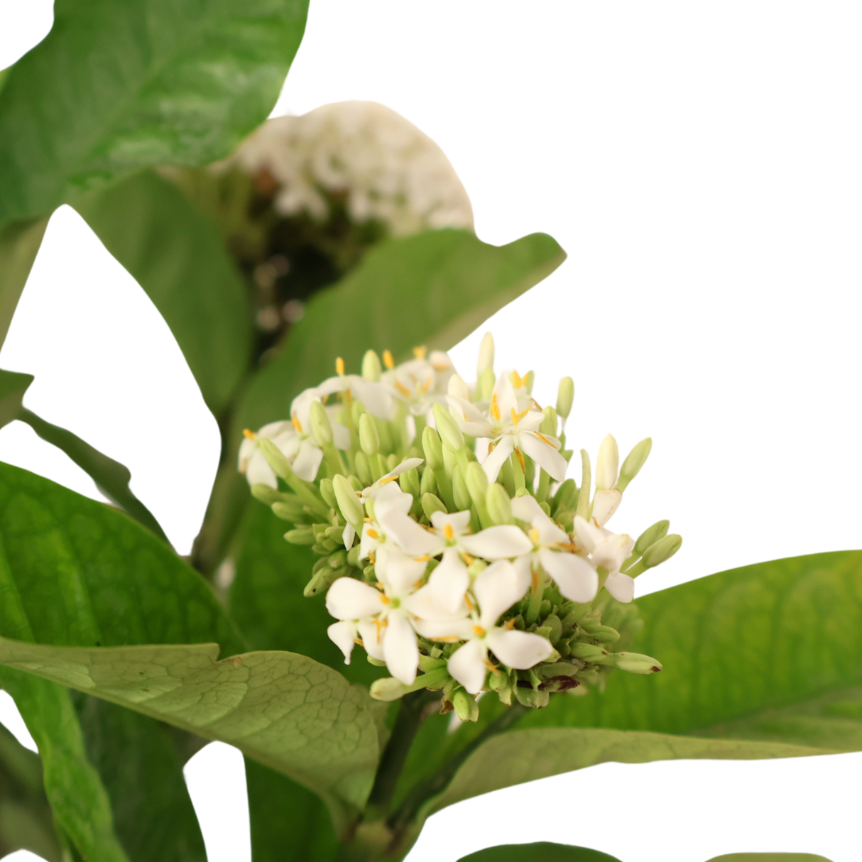 Ixora Plant