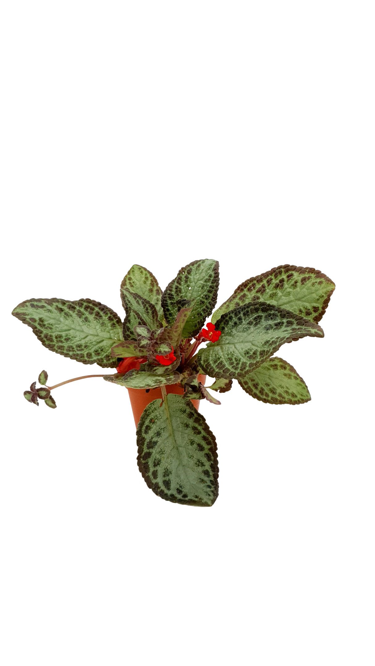 Episcia (Green/ Purple)