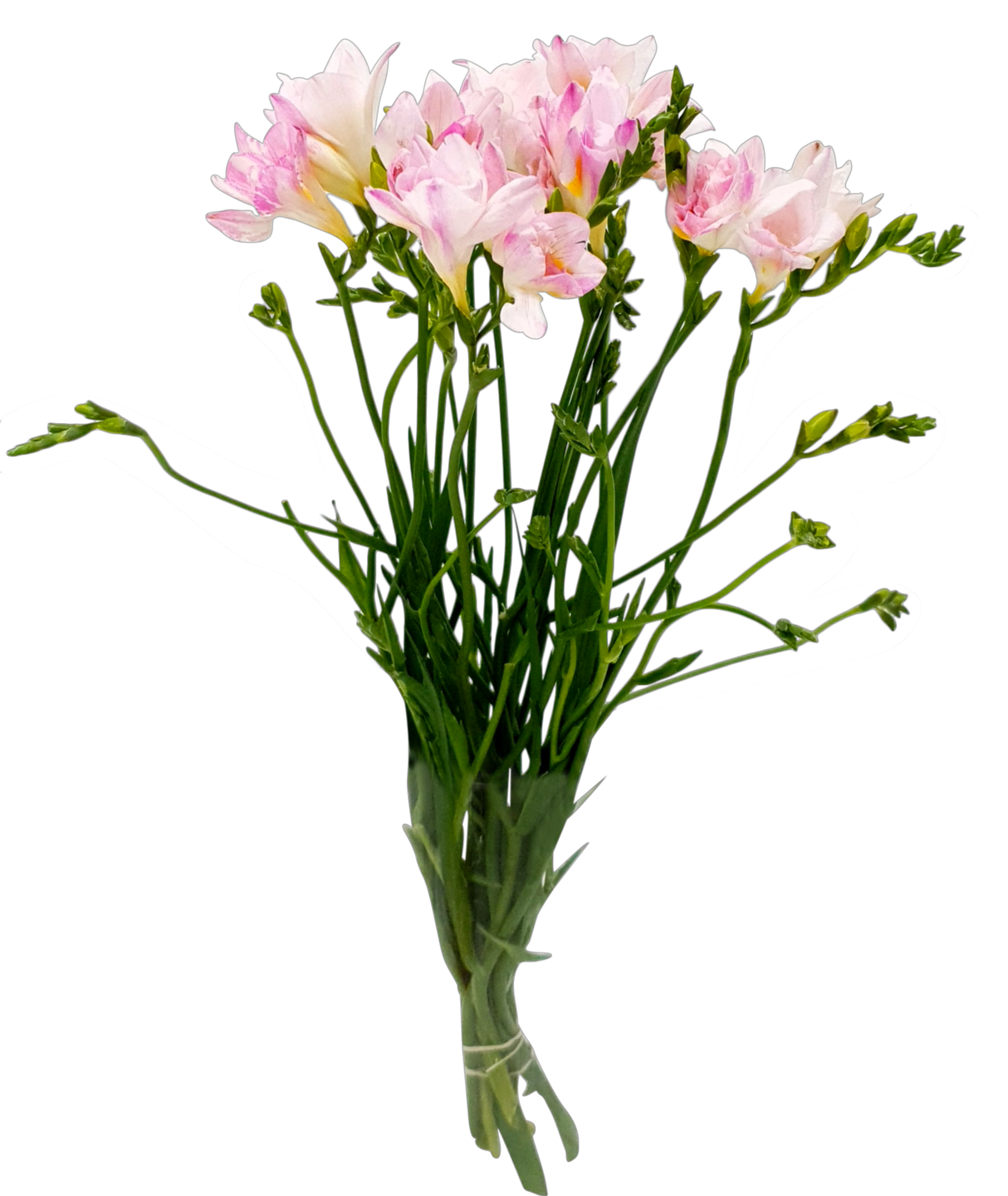 Freesia (Holland)