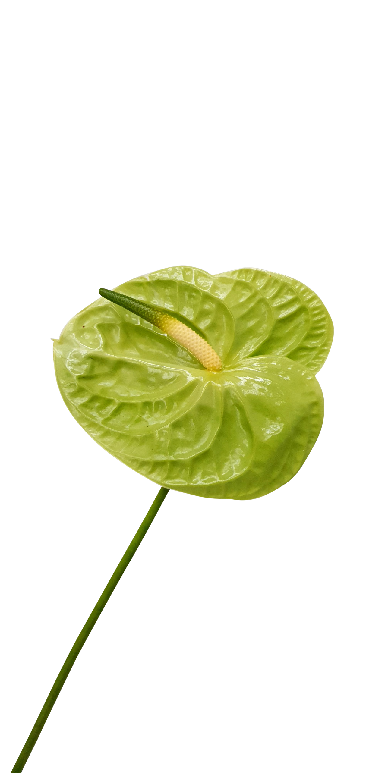 Anthurium XL Size (Malaysia)