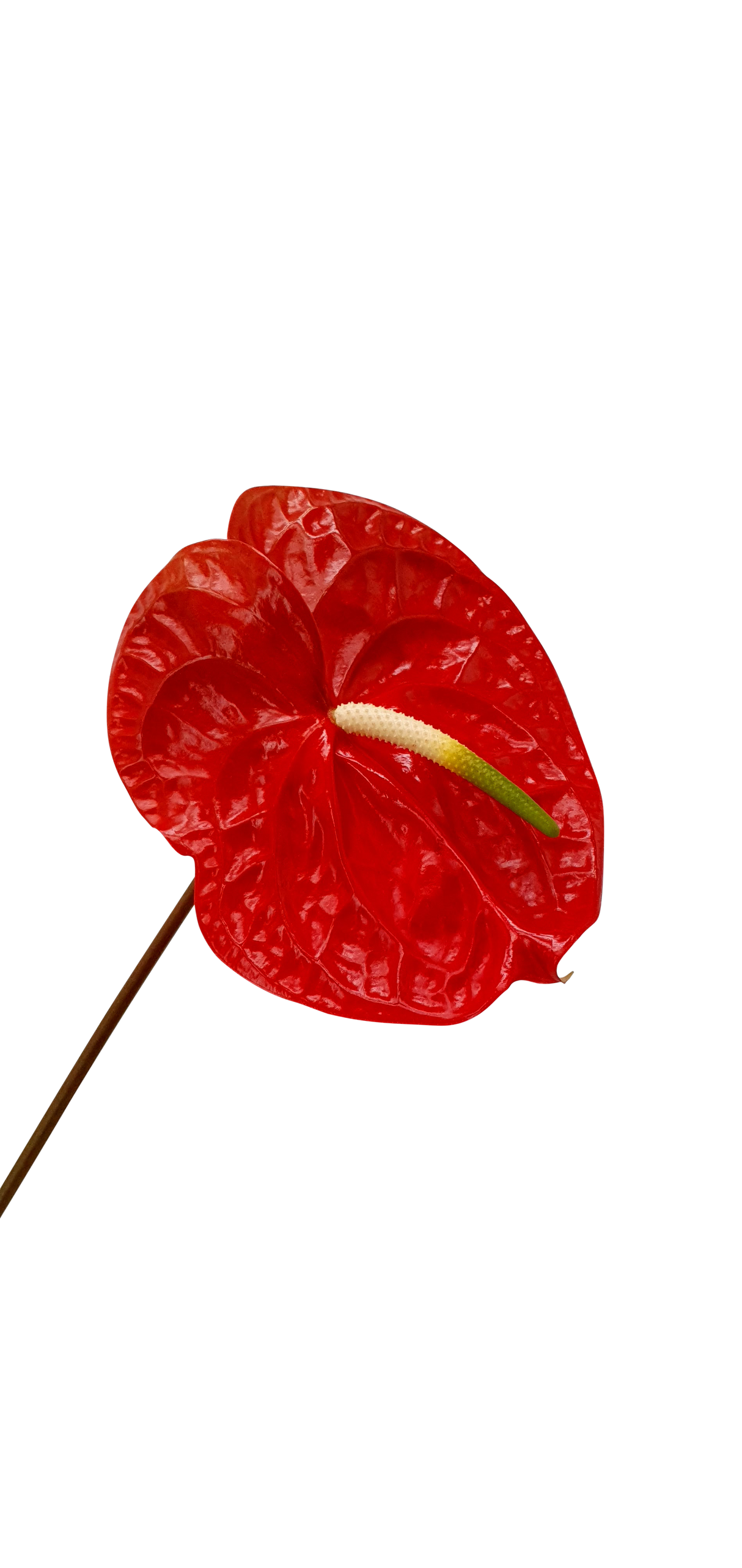 Red laceleaf geranium petals and water plantains.