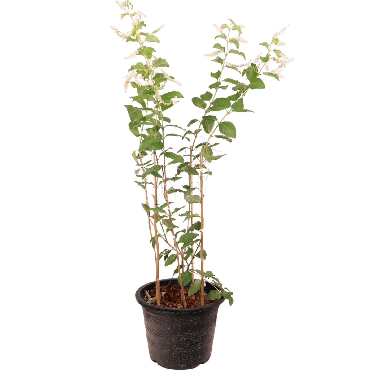 Perennial herb plant in flowerpot.