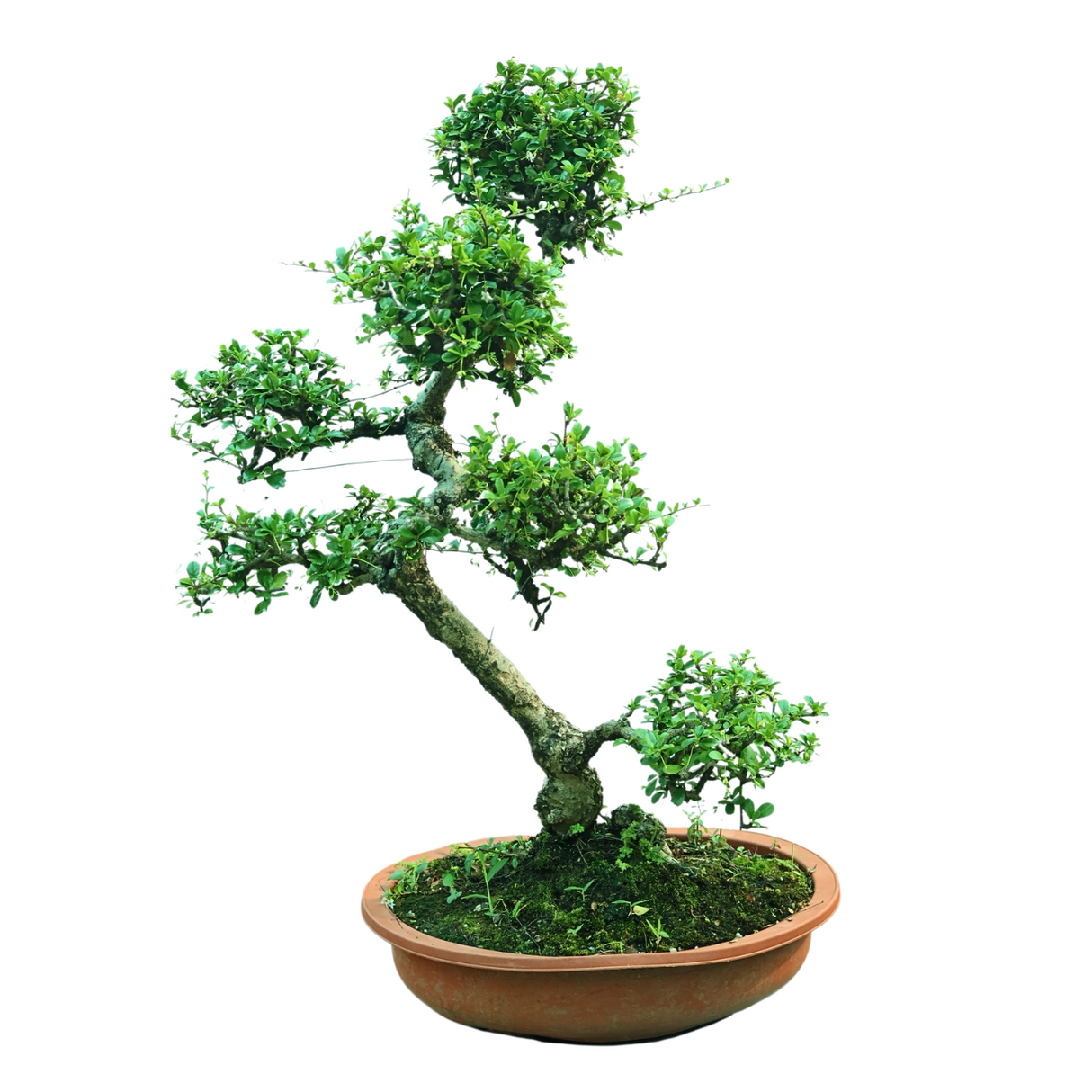 Carmona Bonsai (Fukien-tea) 满福木