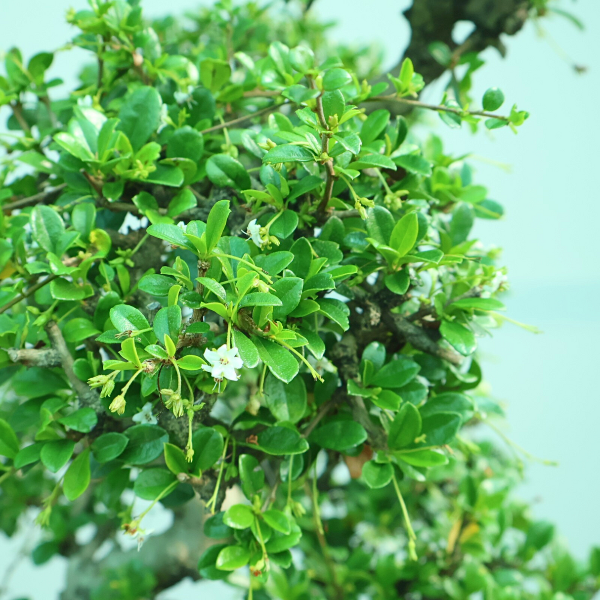 Carmona Bonsai (Fukien-tea) 满福木