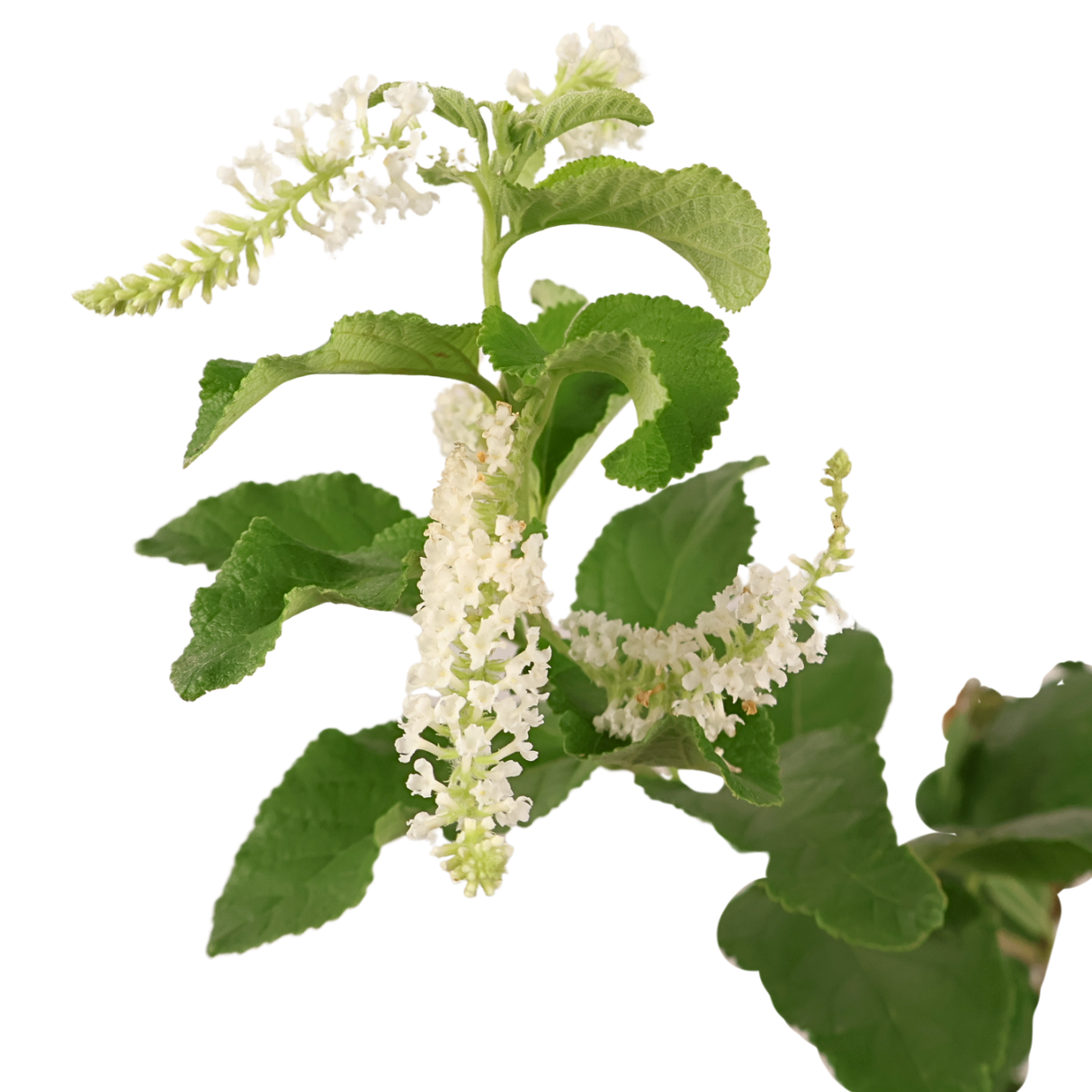Buddleja Paniculata (Panicled Butterfly Bush)