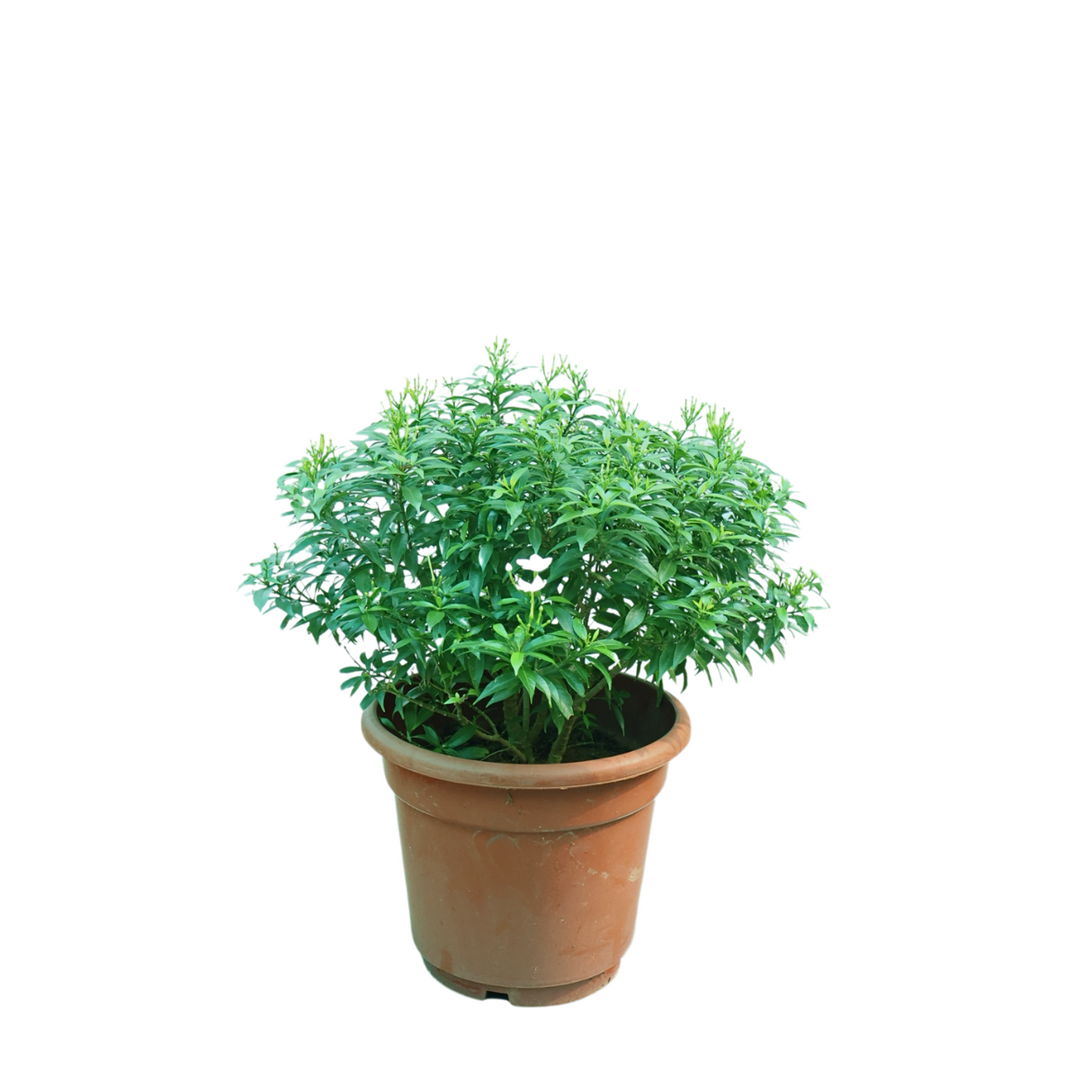Tabernaemontana (Crape Jasmine)