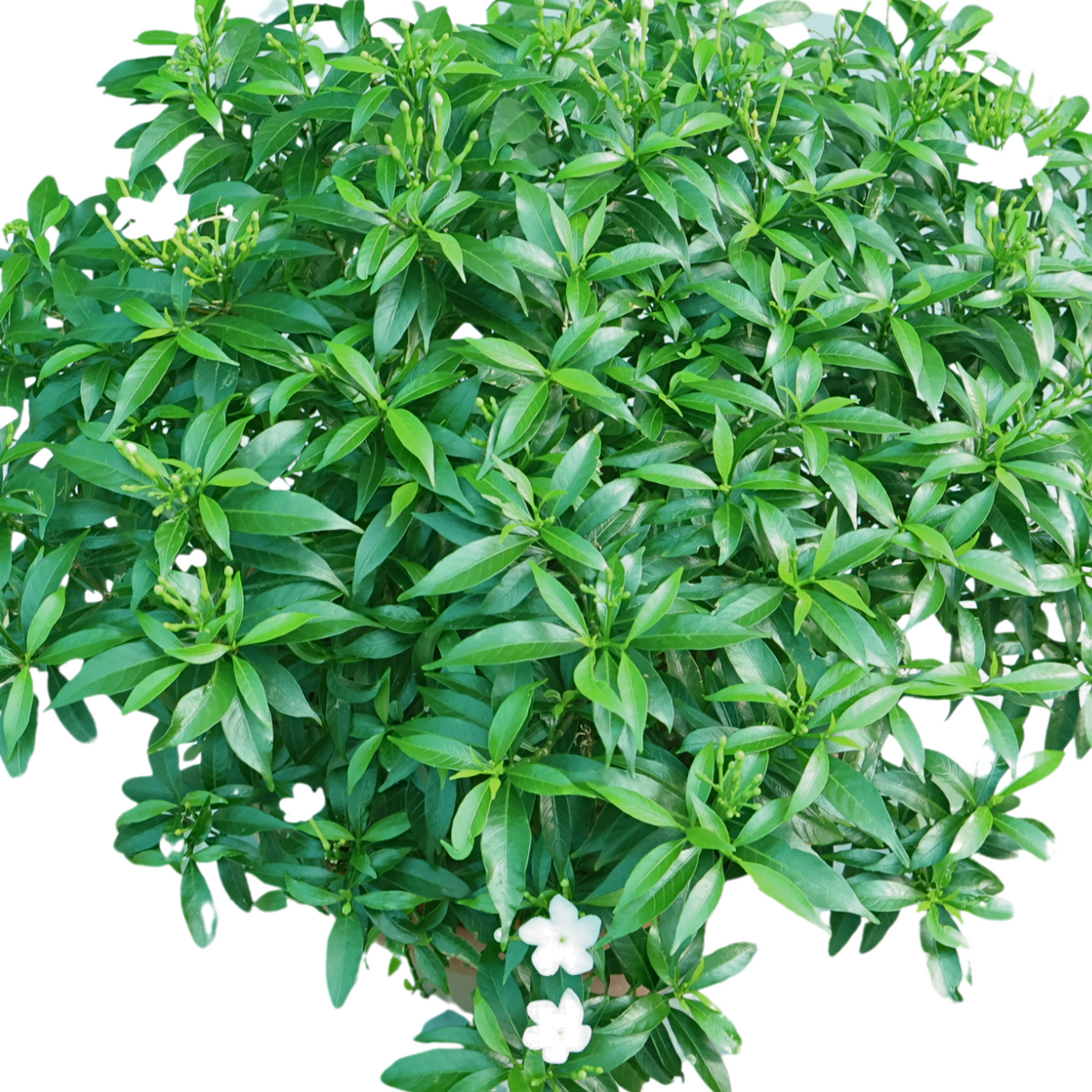 Tabernaemontana (Crape Jasmine)