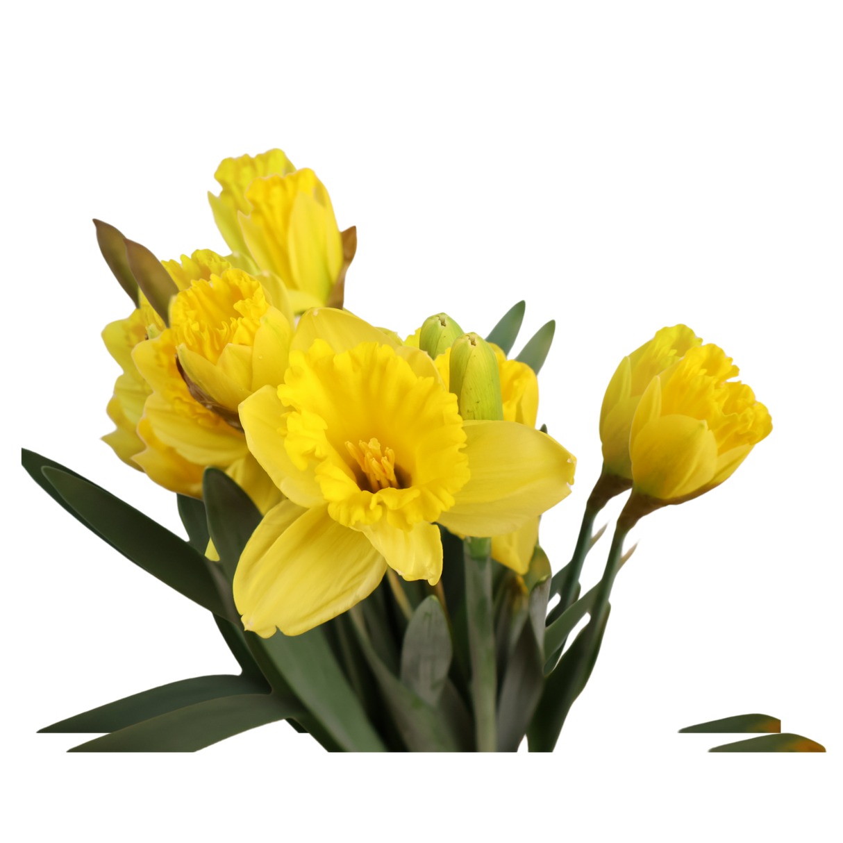 Narcissus Daffodil (Holland)