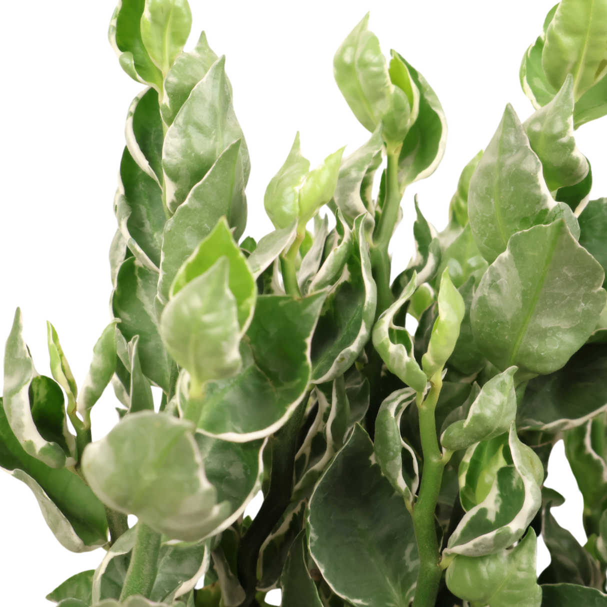Pedilanthus Green Variegated (Devil's Backbone)