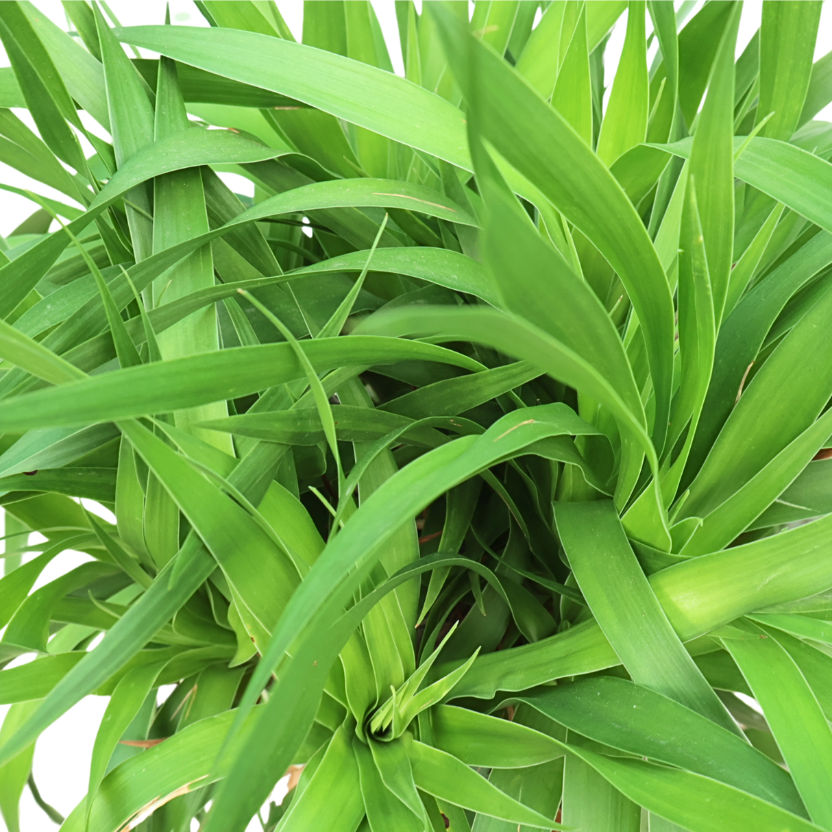 Dracaena Draco (Dragon Tree)