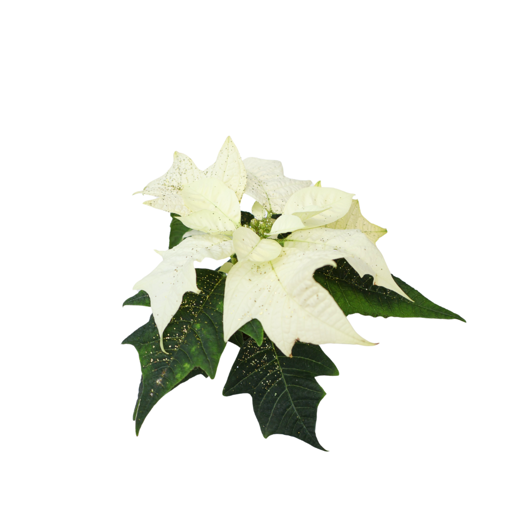 Mini Poinsettia