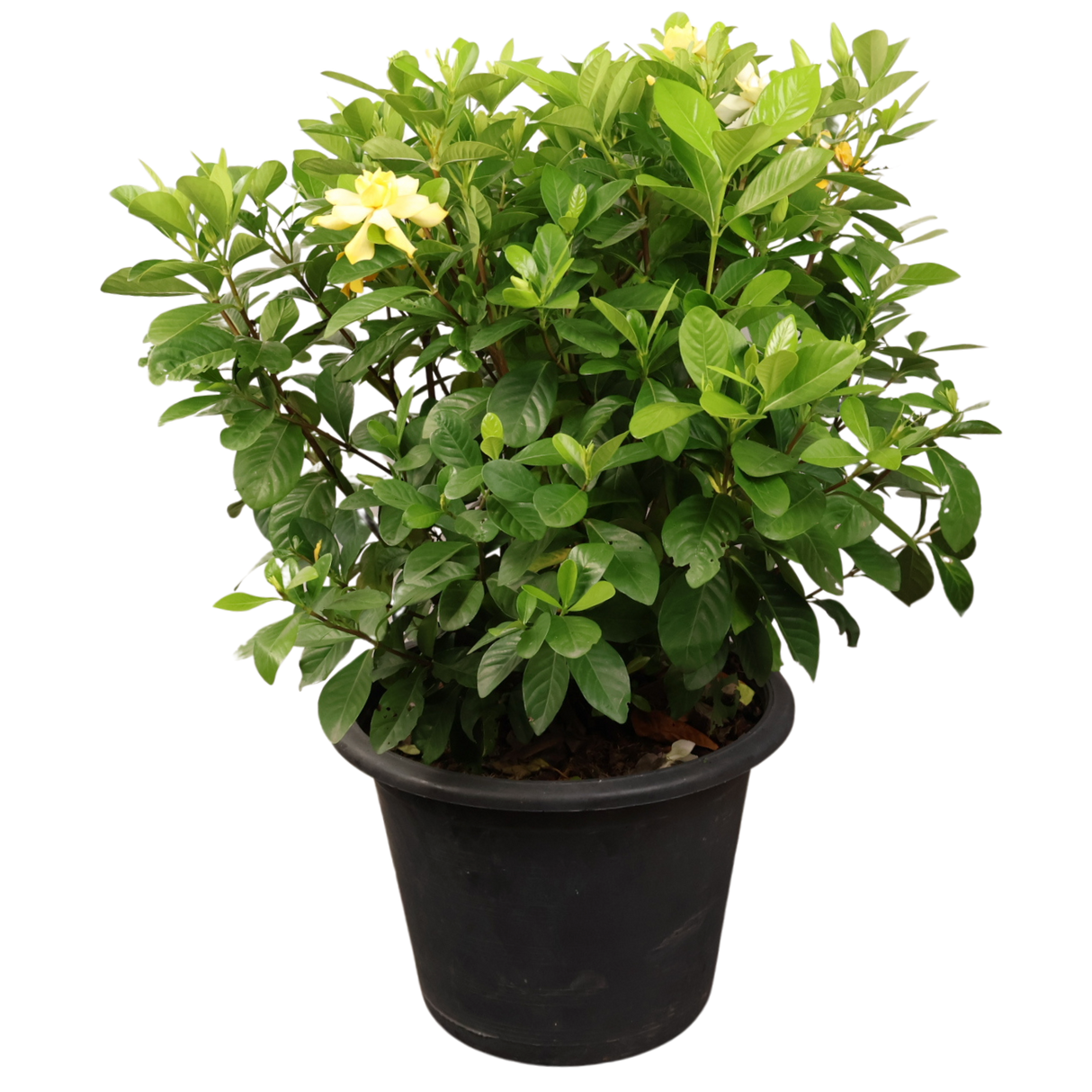 Gardenia Jasminoides (Cape Jasmine)