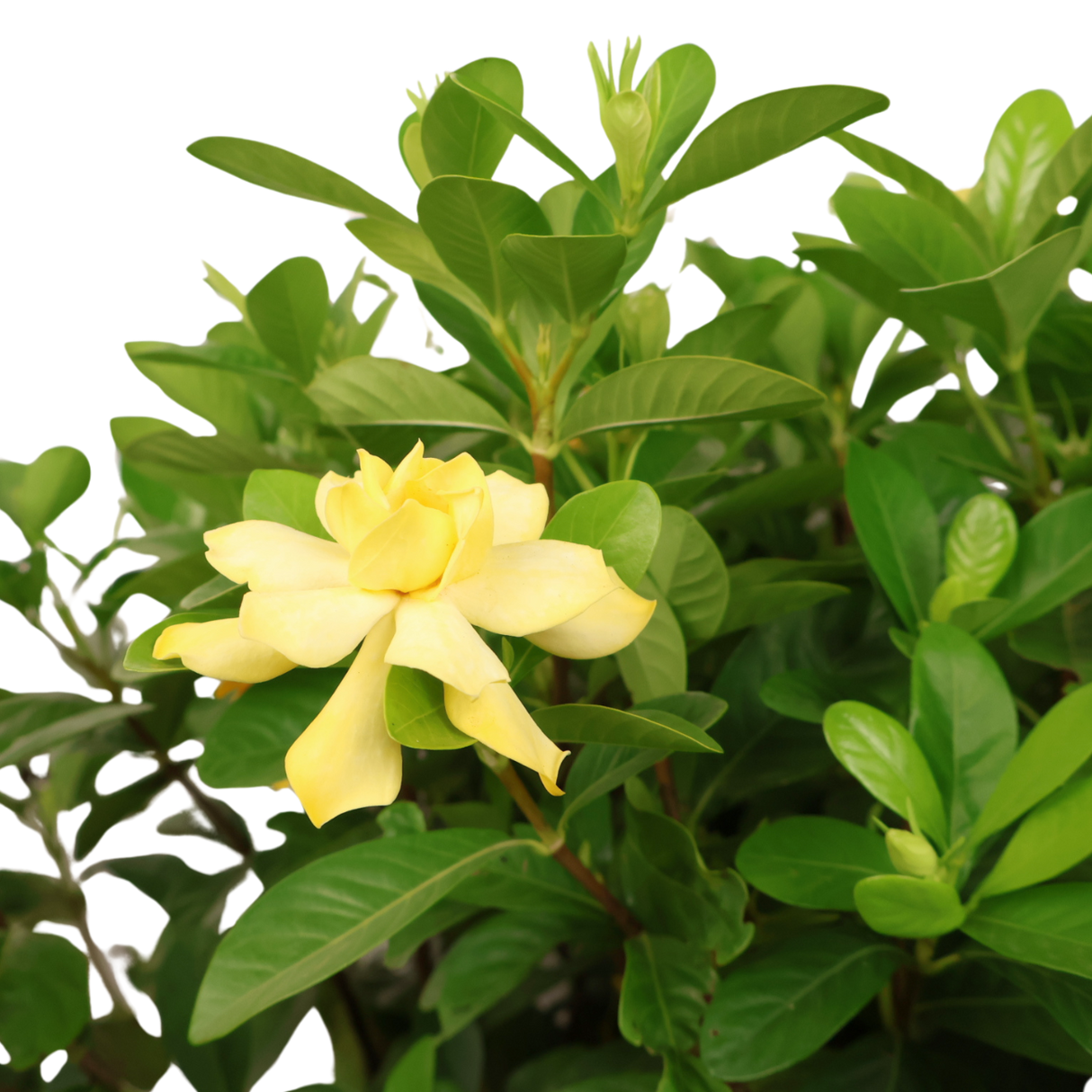 Gardenia Jasminoides (Cape Jasmine)