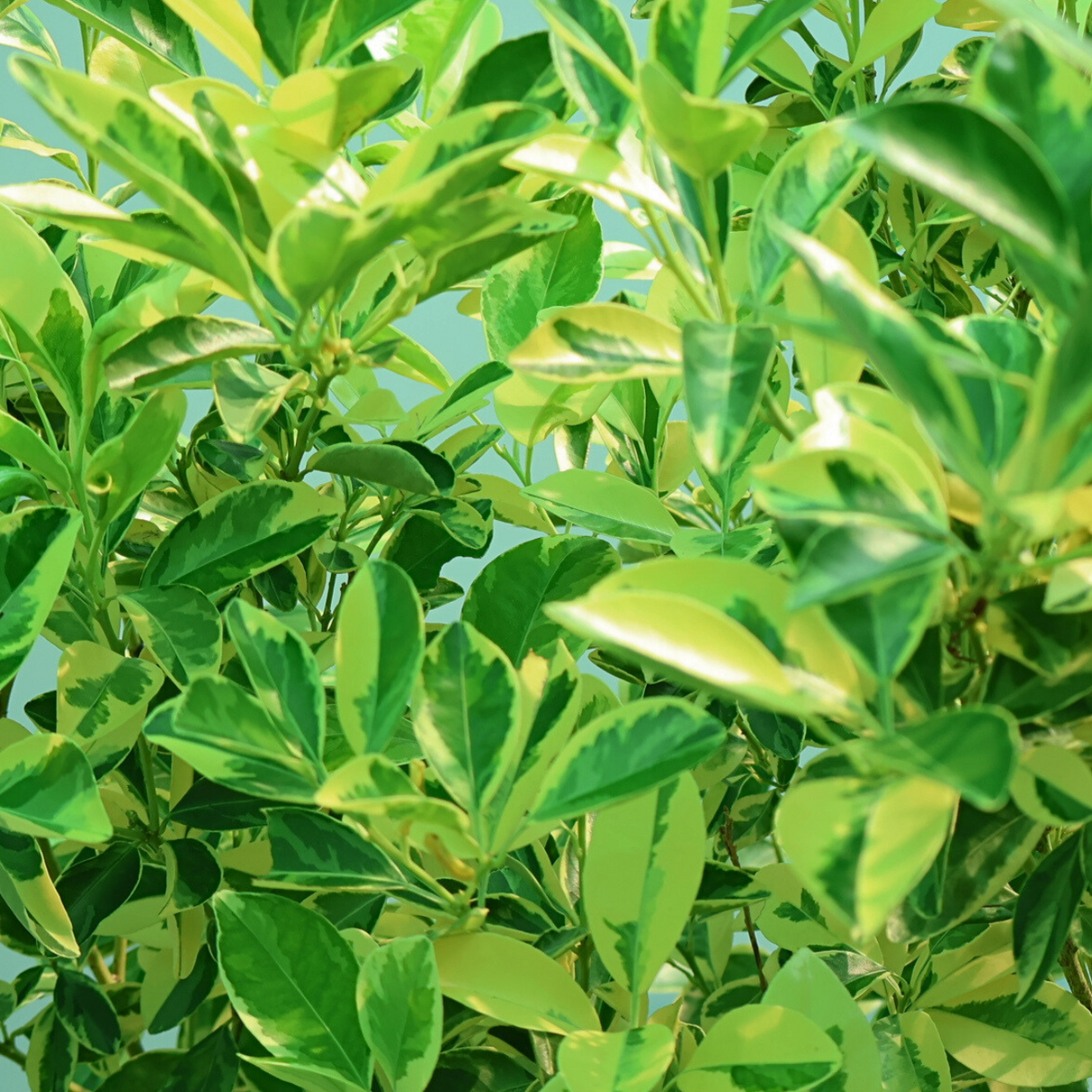 Citrus Japonica Thunb (Kumquat)