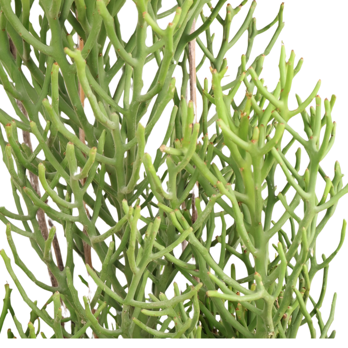 Euphorbia Tirucalli (Pencil Cactus)