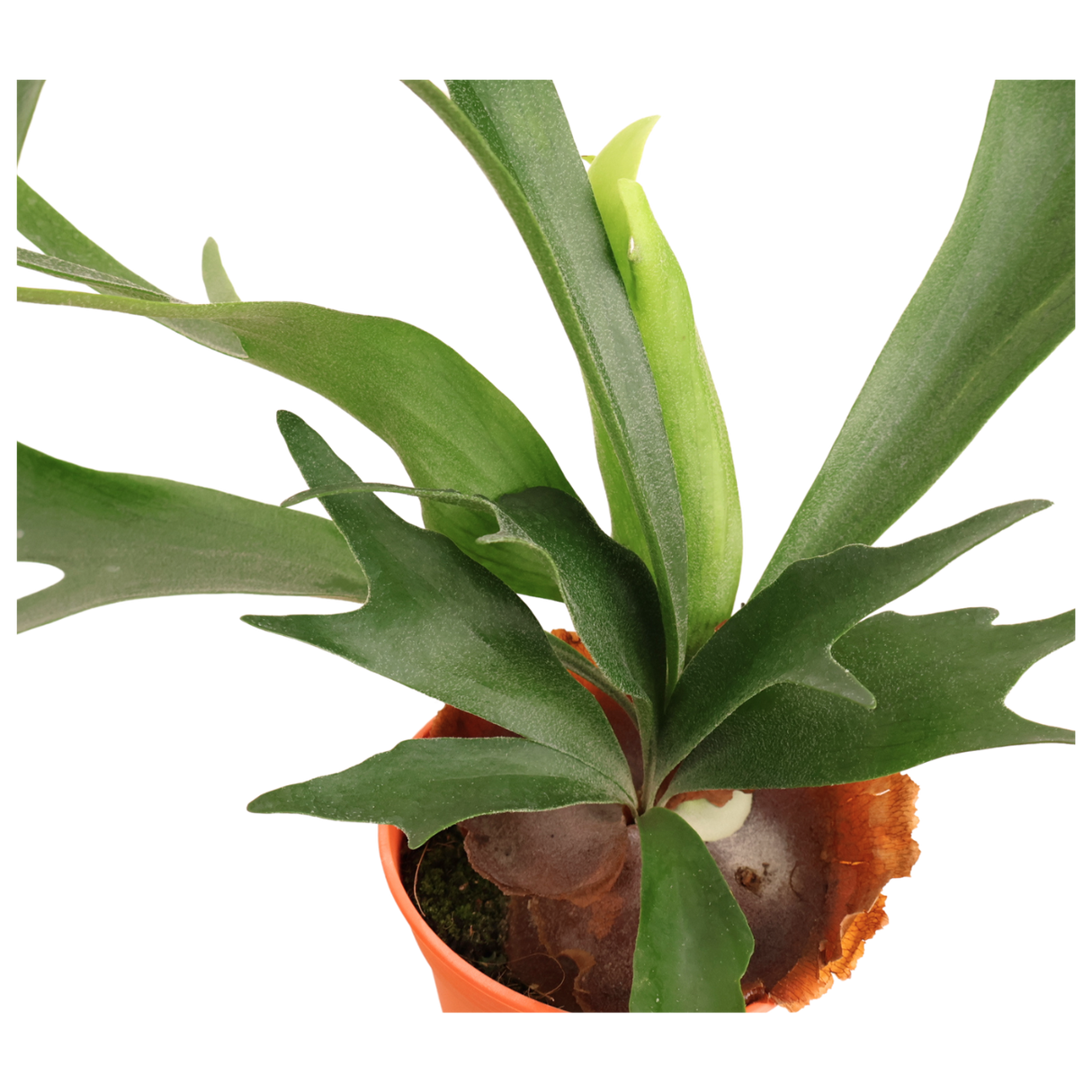 Platycerium (Staghorn Fern)