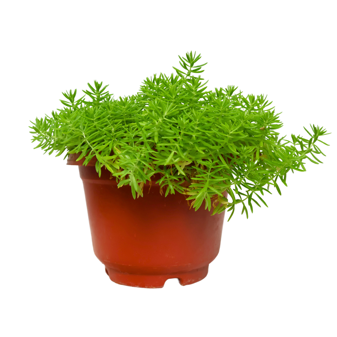 Geraniums in flowerpot.
