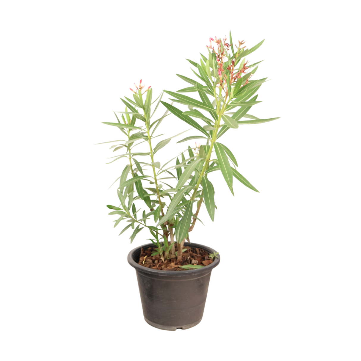 Nerium Oleander (Rosebay)