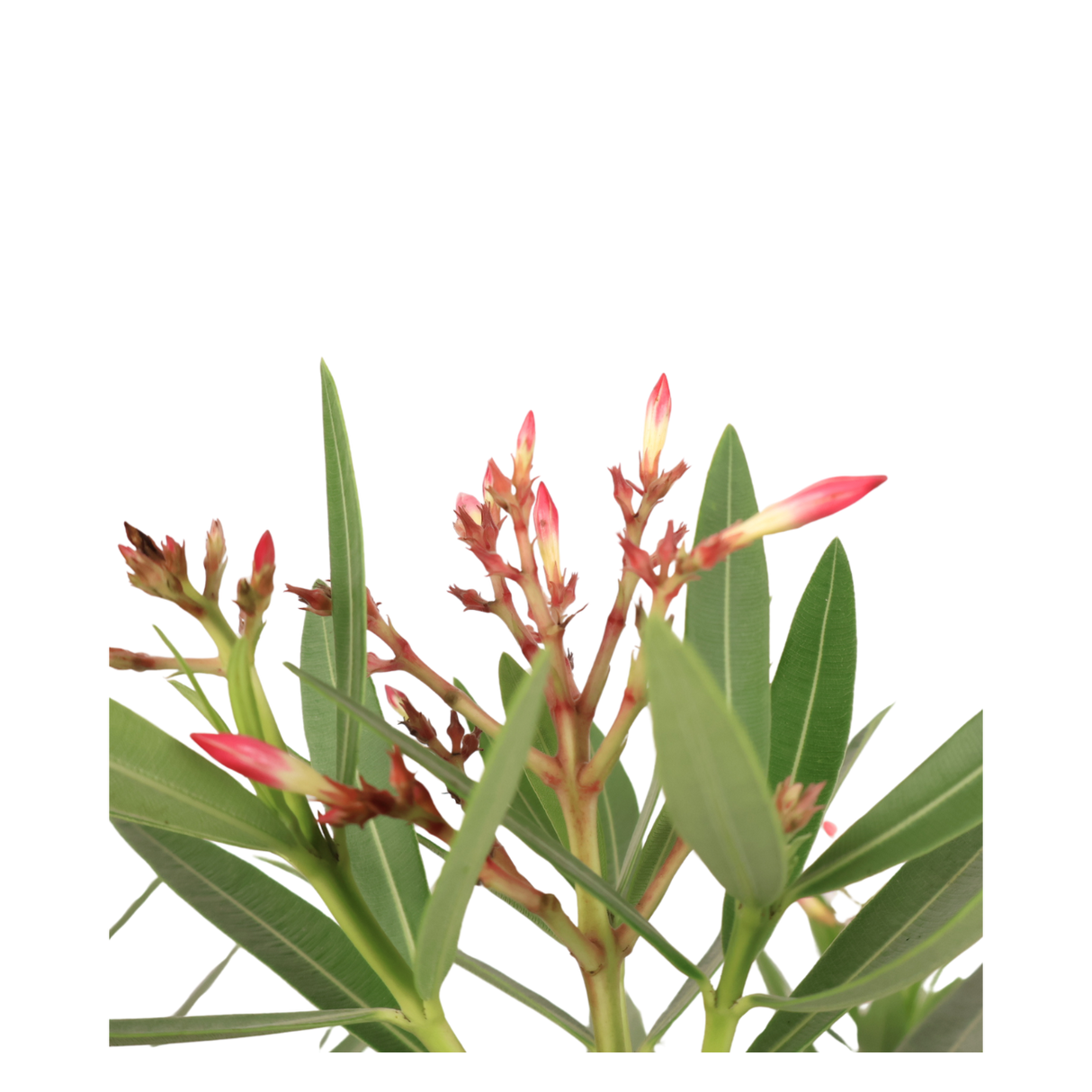 Nerium Oleander (Rosebay)