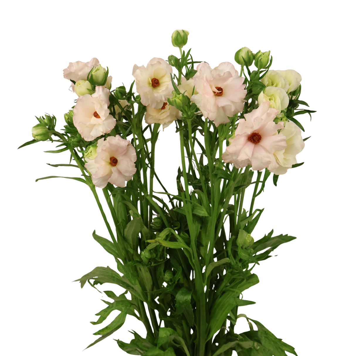 Persian Buttercup (Holland)