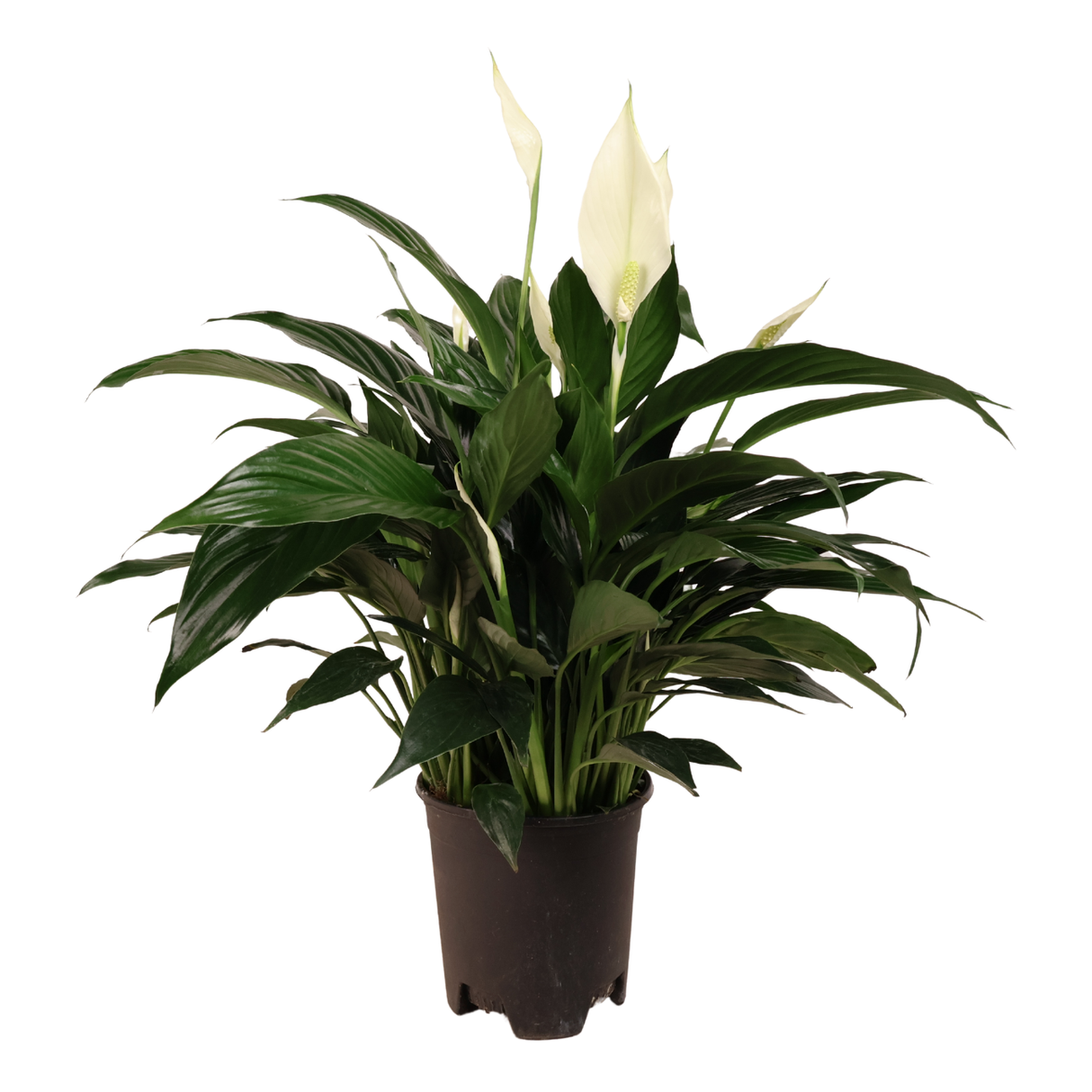 Peace Lily