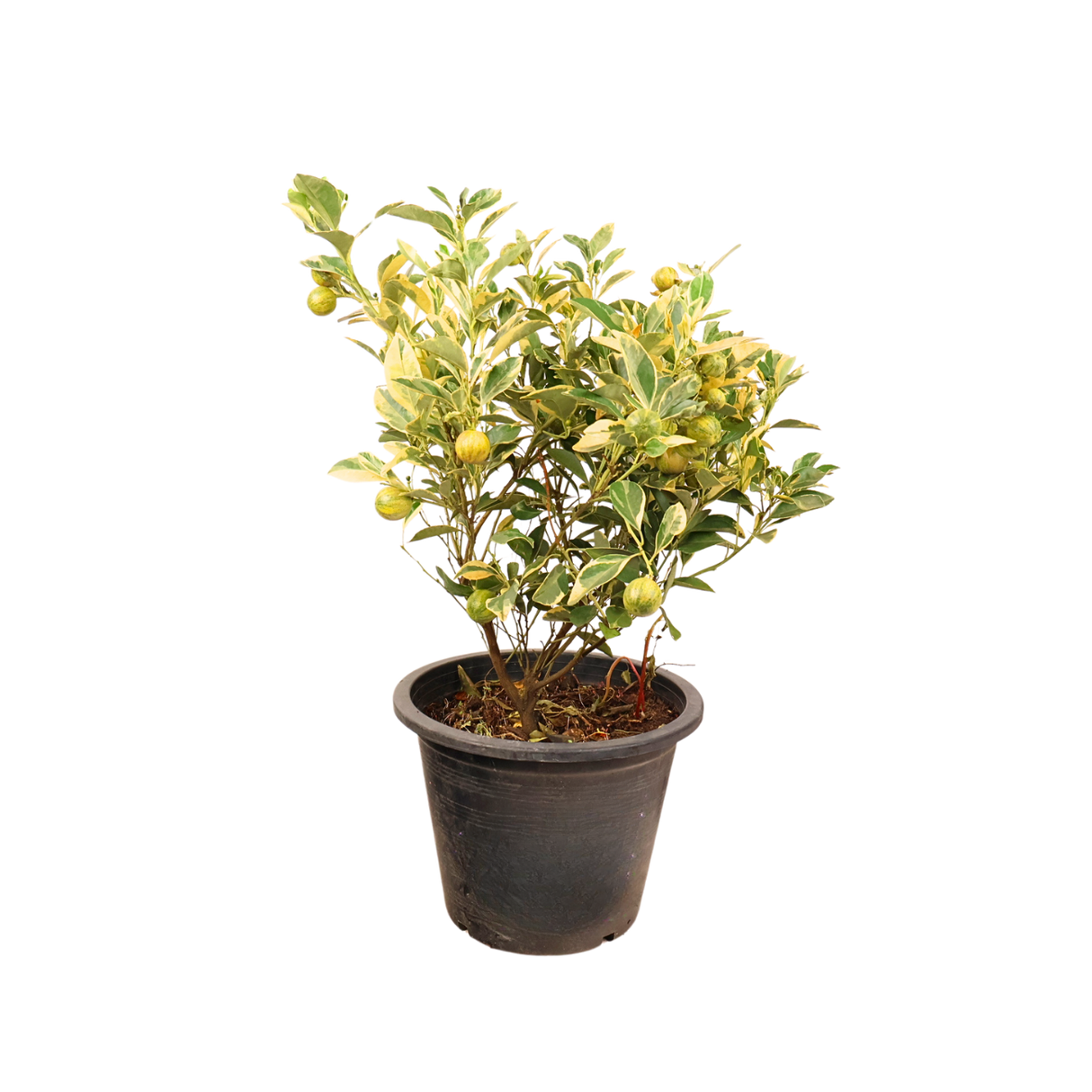 Flowerpot with houseplant at night.