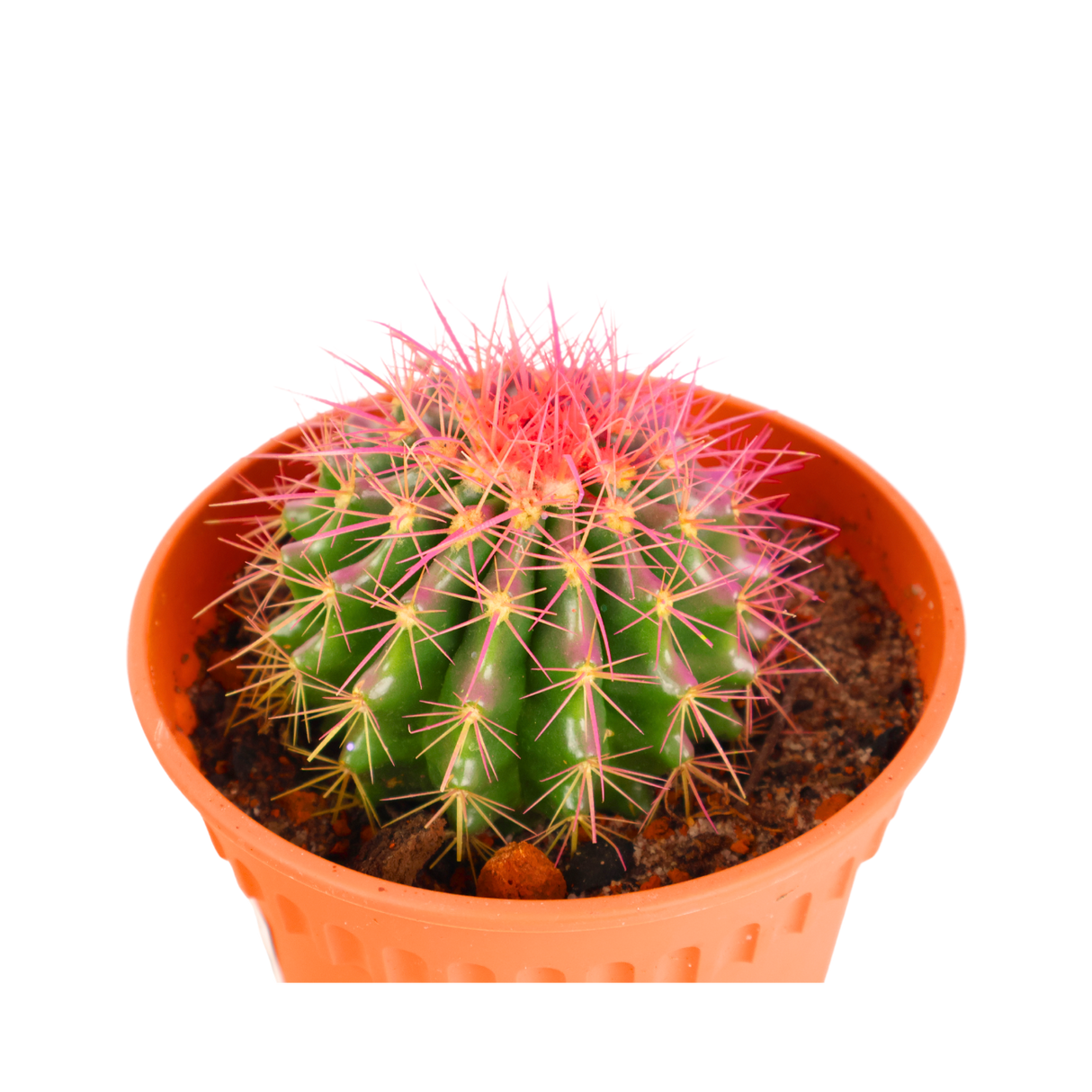Golden Barrel Cactus