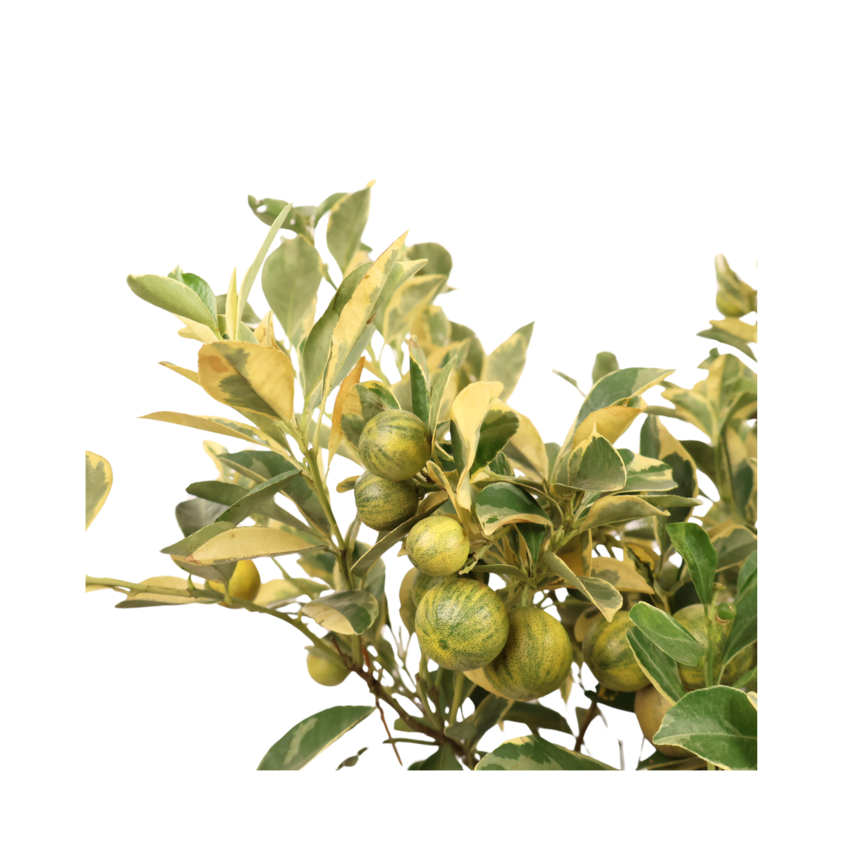 Variegated Calamansi (Lime)