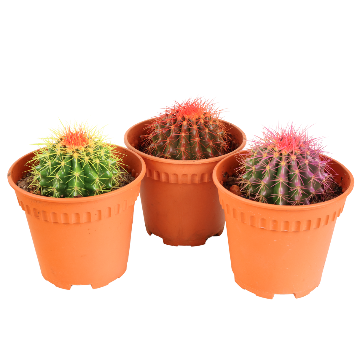 Golden Barrel Cactus