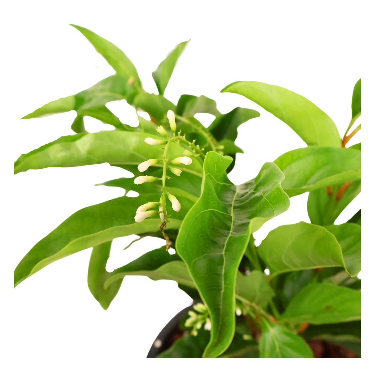 Citharexylum Spinosum (Fiddlewood)