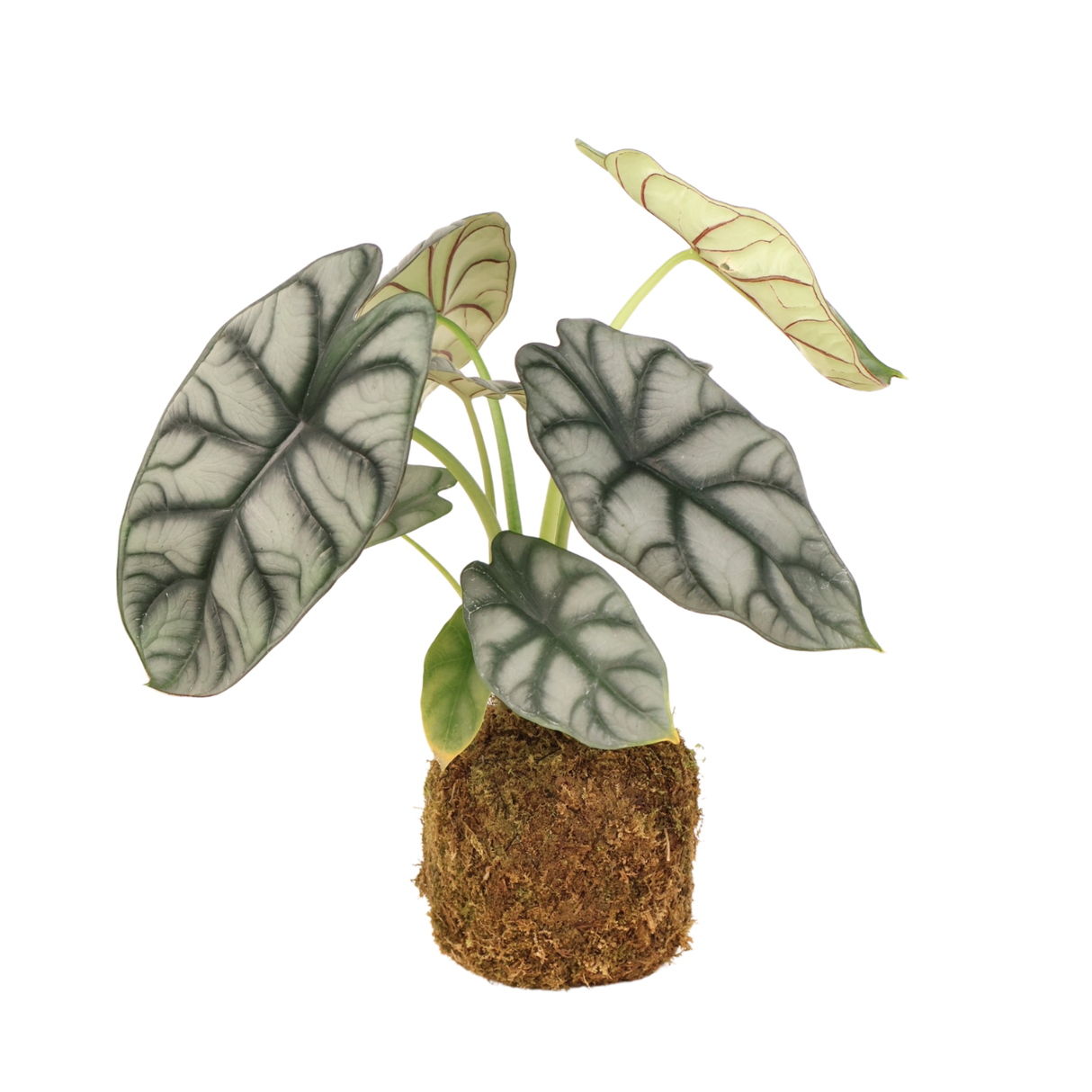 Alocasia Sliver Dragon Kokedama