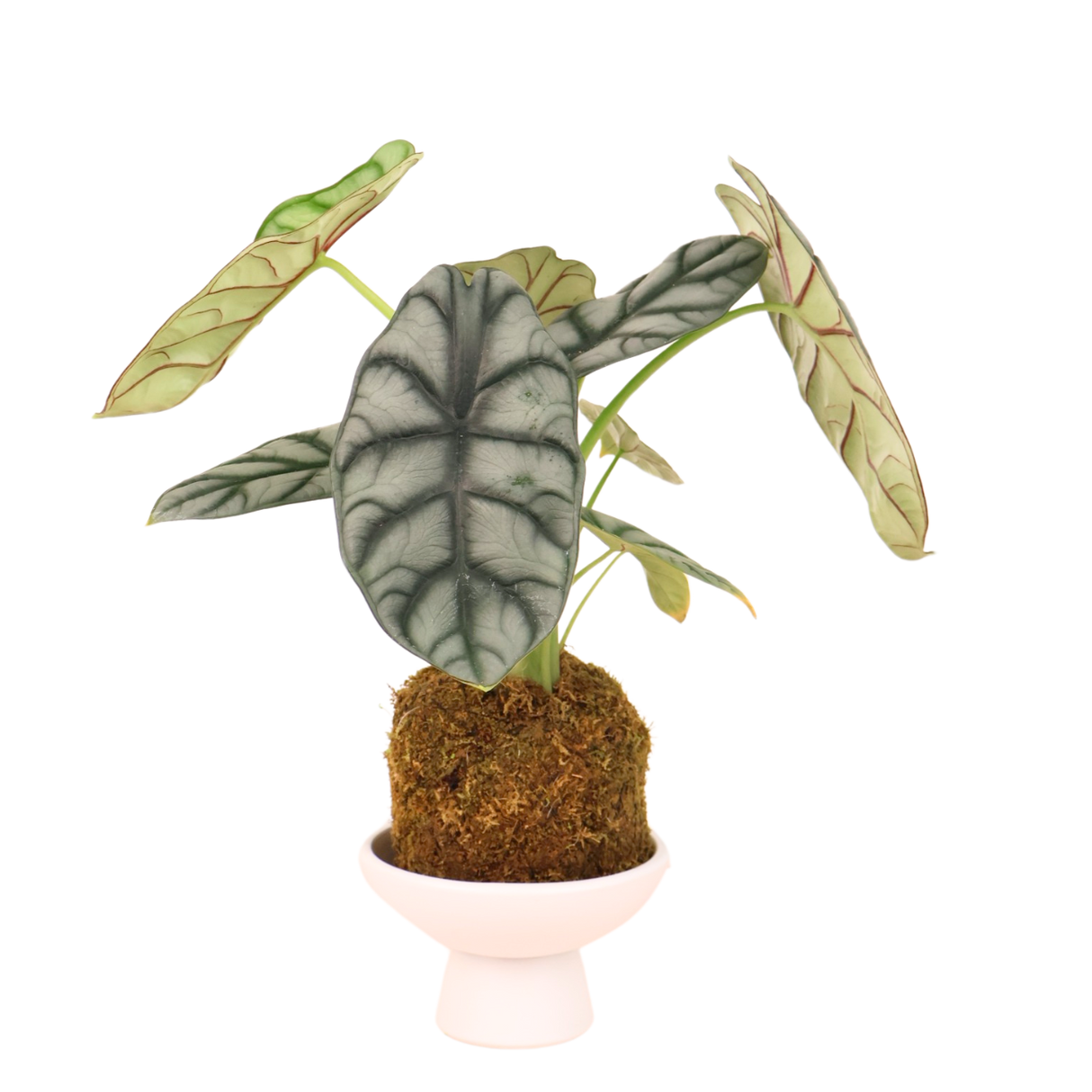 Alocasia Sliver Dragon Kokedama