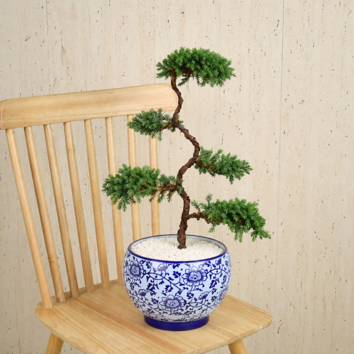 Chinese Juniper (Pine Bonsai) in Ceramic Pot