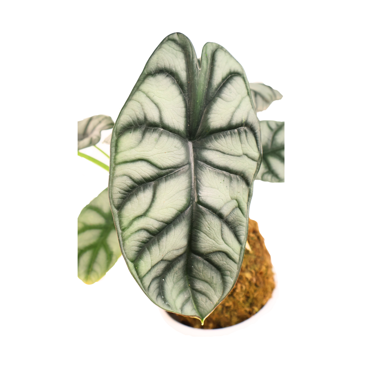 Alocasia Sliver Dragon Kokedama